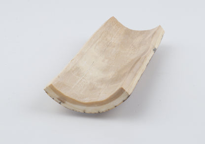 Brown-orange mammoth bark