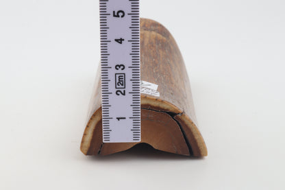 Brown mammoth ivory piece