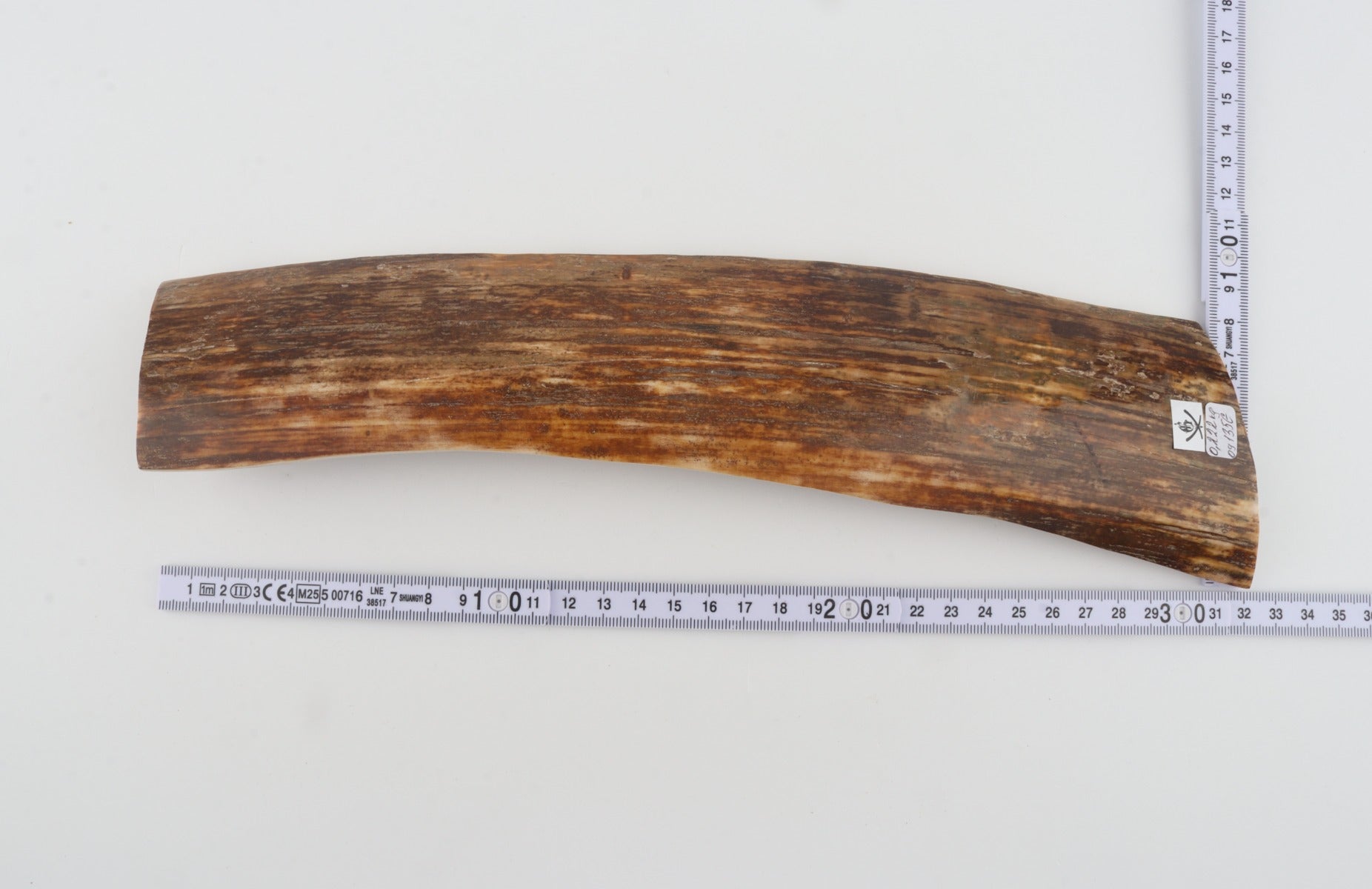 Brown mammoth bark