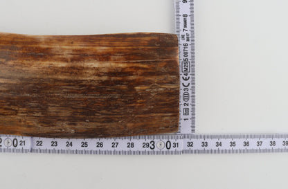 Brown mammoth bark