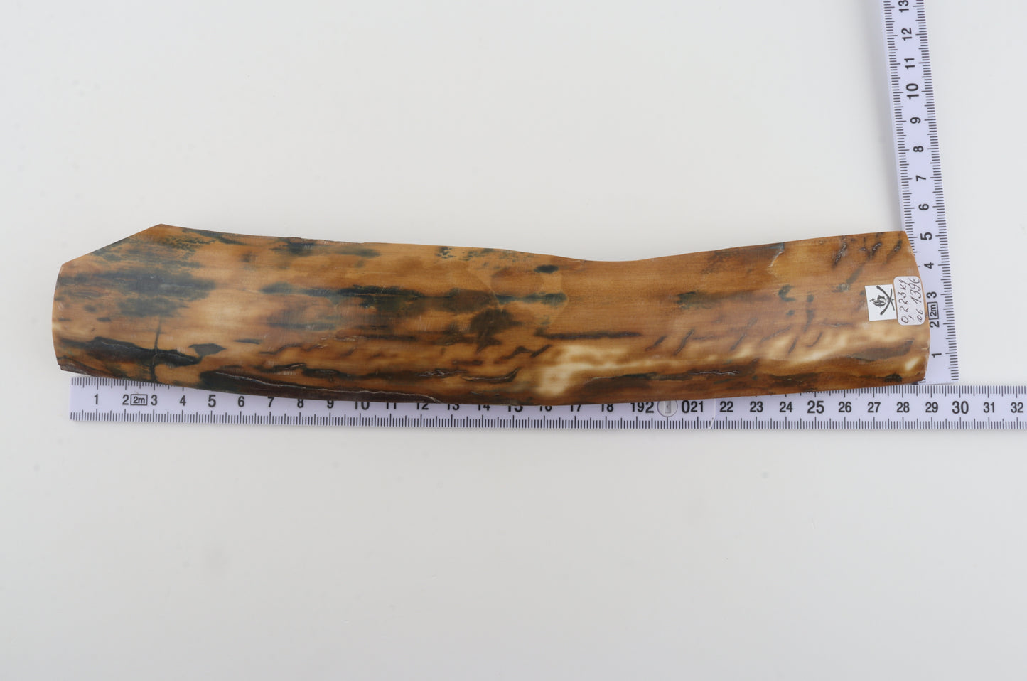Mustard-blue mammoth bark