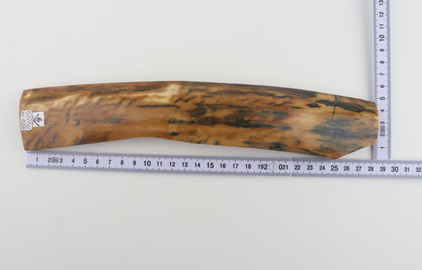 Mustard-blue mammoth bark