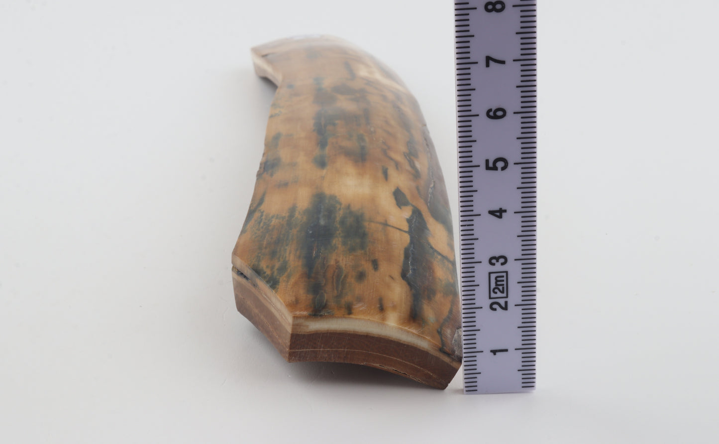Mustard-blue mammoth bark