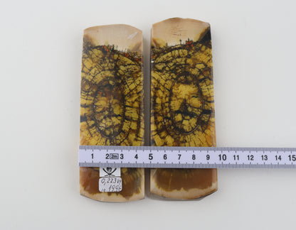 Stabilized mammoth ivory scales