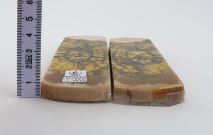 Stabilized mammoth ivory scales