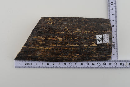 Black-grey mammoth bark