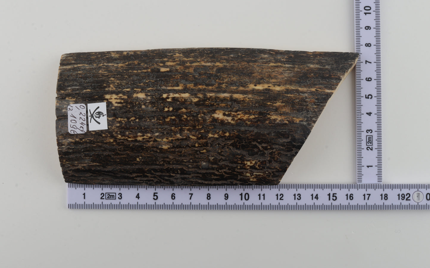 Black-grey mammoth bark