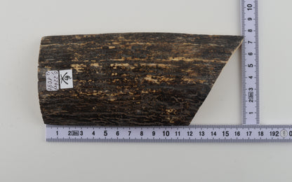 Black-grey mammoth bark
