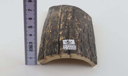 Black-grey mammoth bark