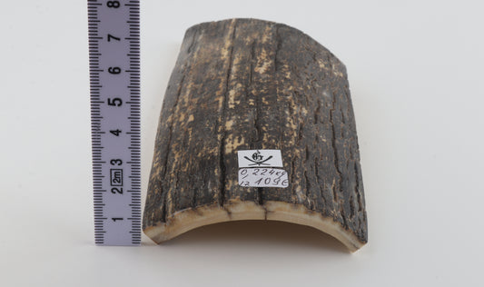 Black-grey mammoth bark