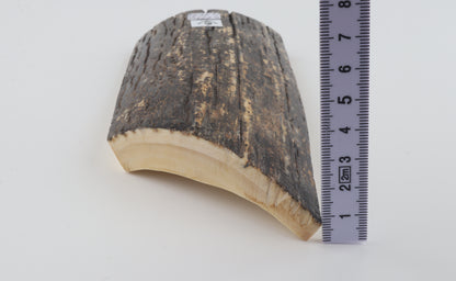 Black-grey mammoth bark