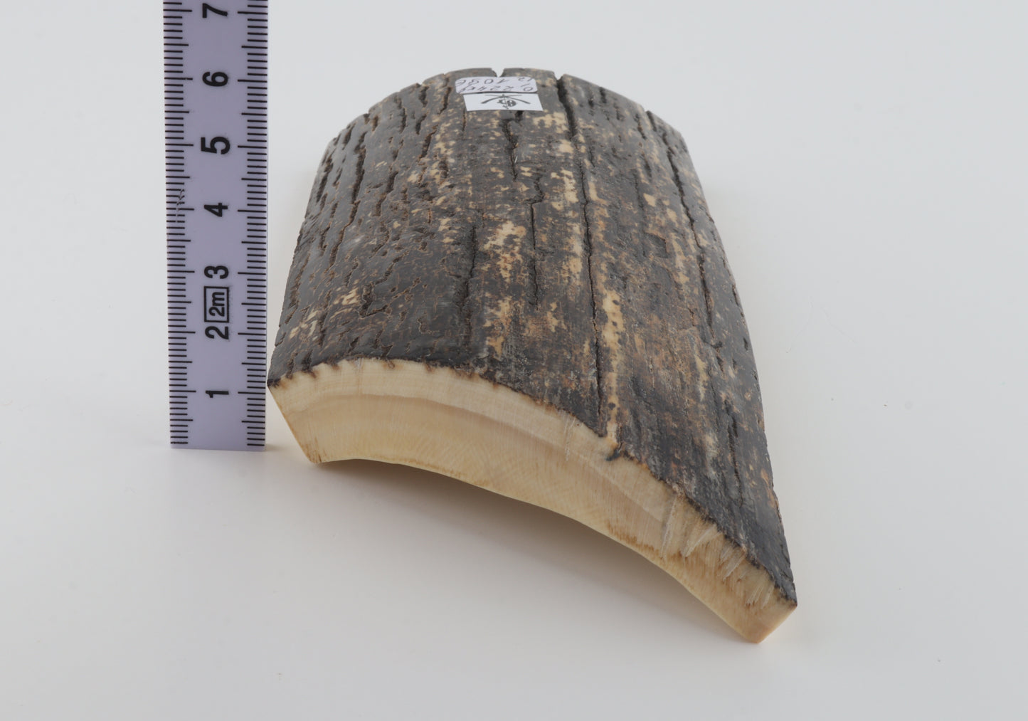 Black-grey mammoth bark