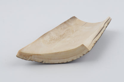 Black-grey mammoth bark