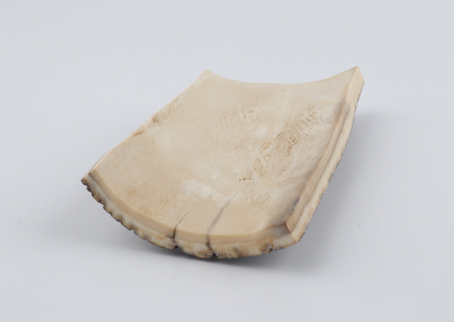 Black-grey mammoth bark