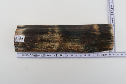 Multicoloured mammoth bark