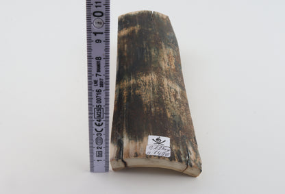 Multicoloured mammoth bark