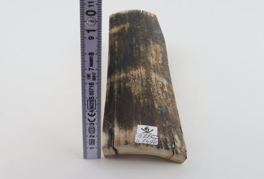 Multicoloured mammoth bark