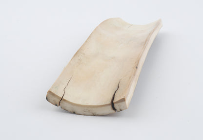 Multicoloured mammoth bark