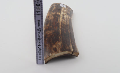 Brown mammoth bark