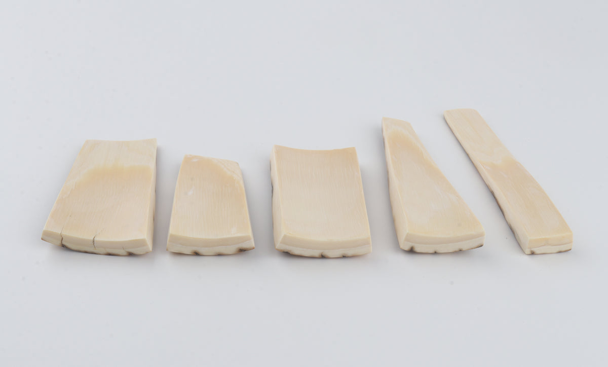 Natural mammoth bark pieces
