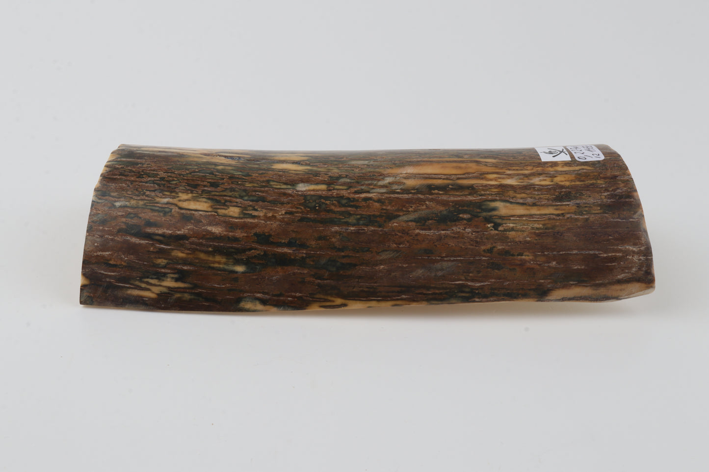 Green-beige mammoth bark