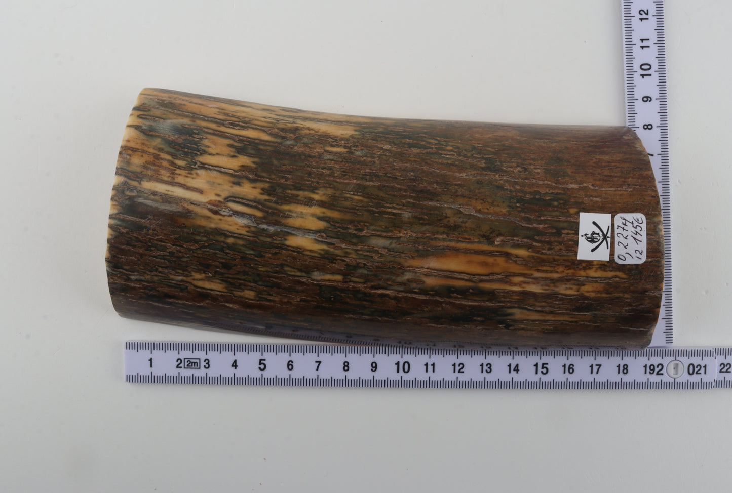 Green-beige mammoth bark