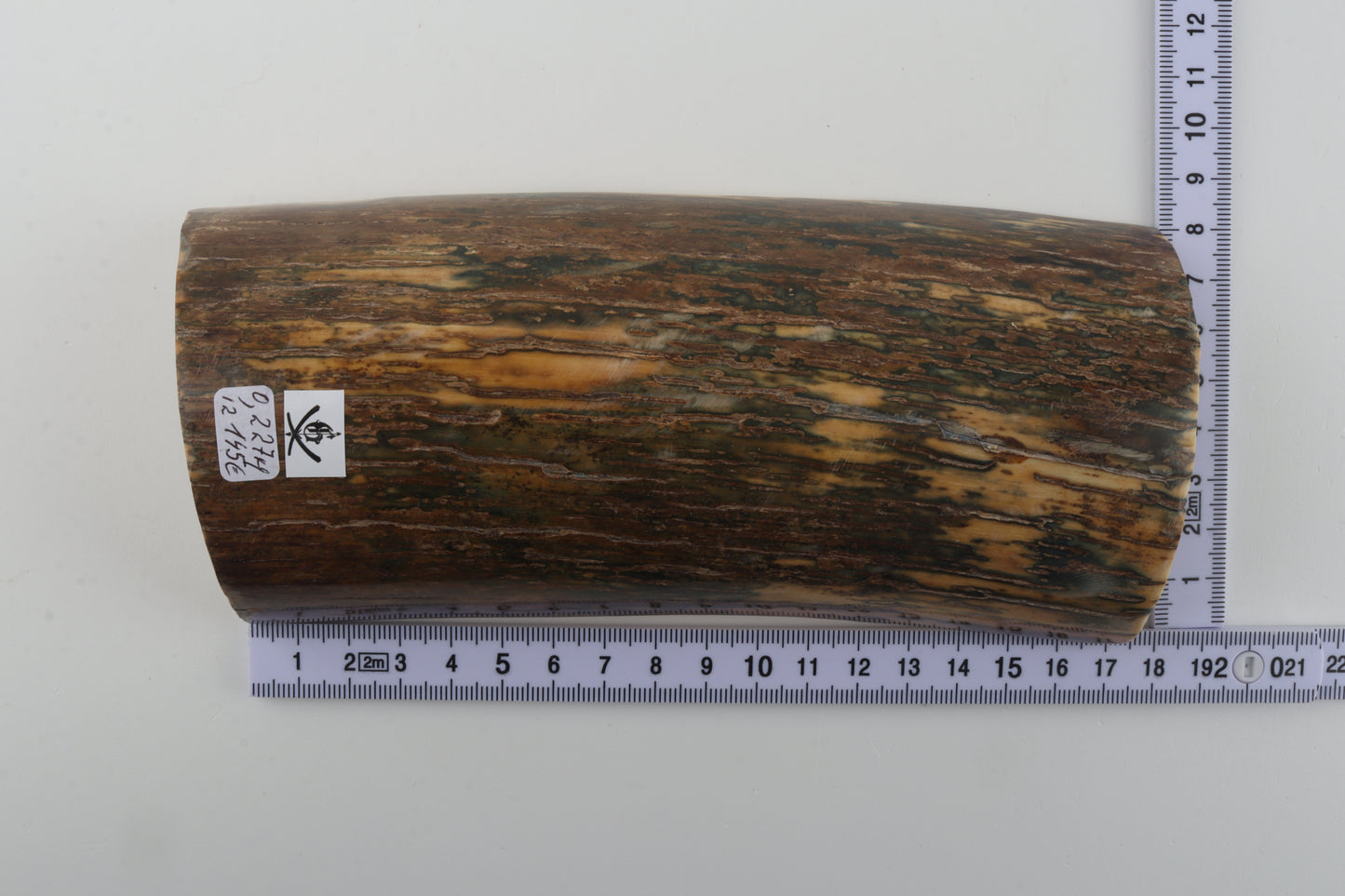 Green-beige mammoth bark