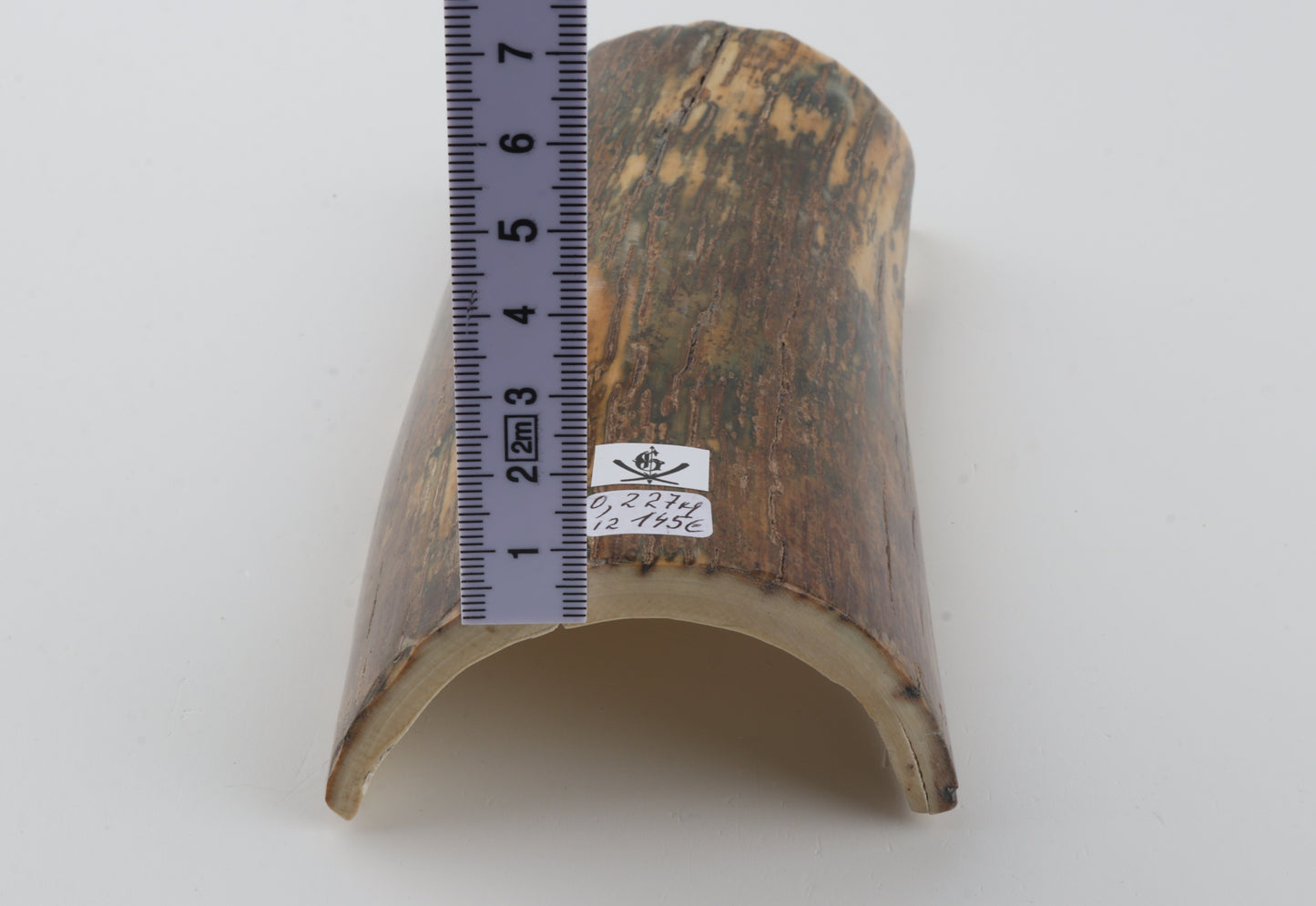 Green-beige mammoth bark