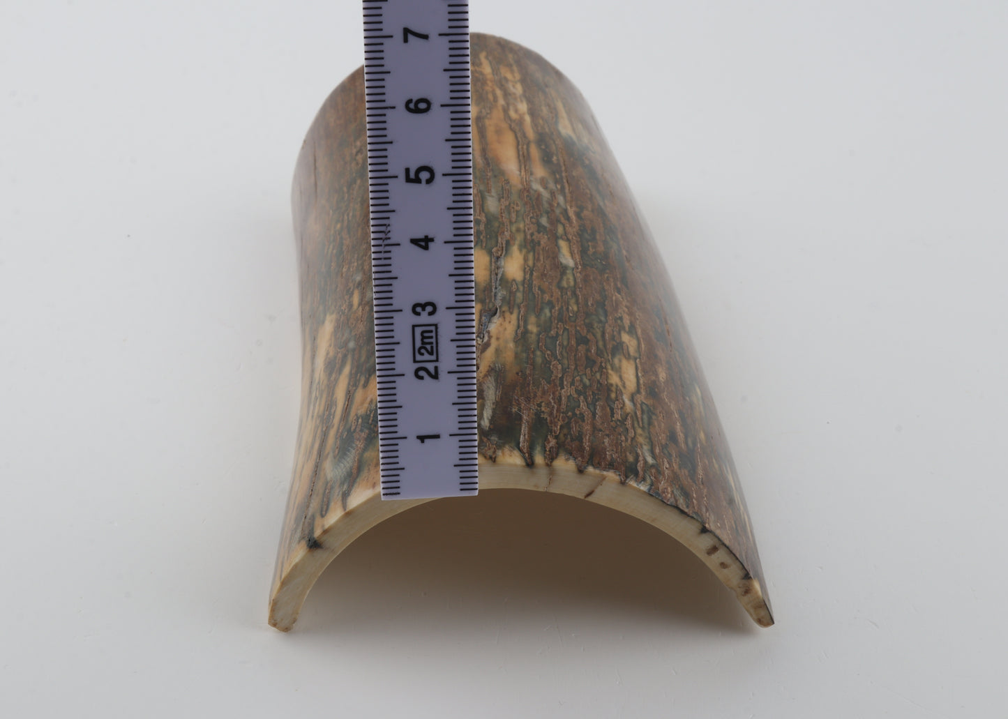 Green-beige mammoth bark