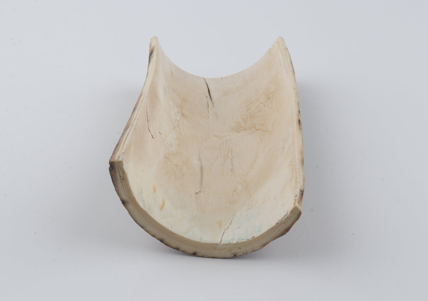 Green-beige mammoth bark