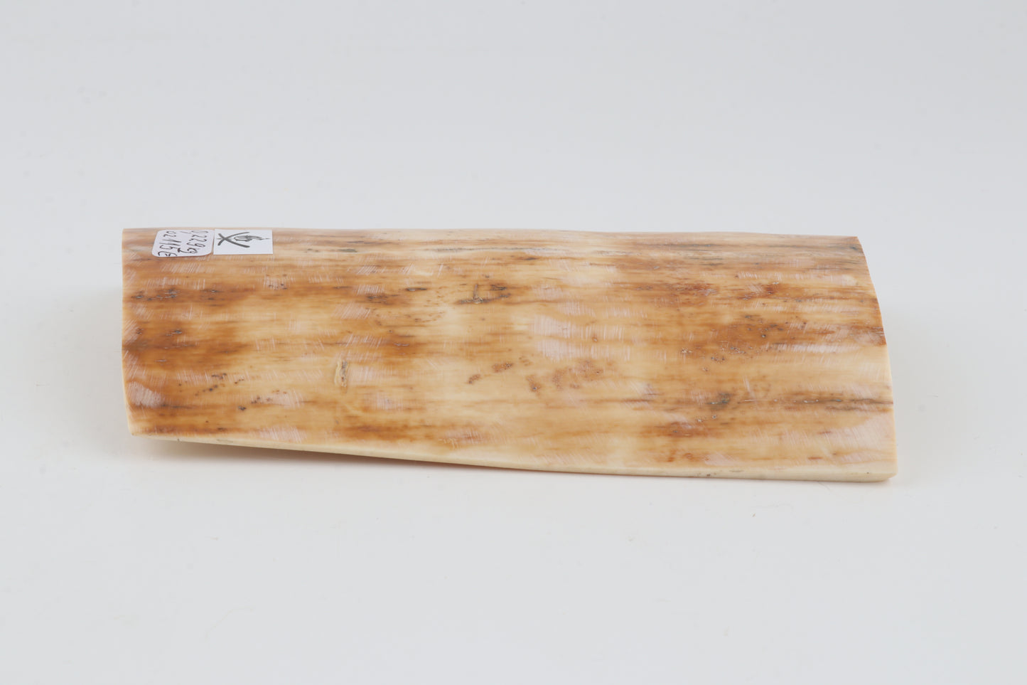 Creme-beige mammoth bark