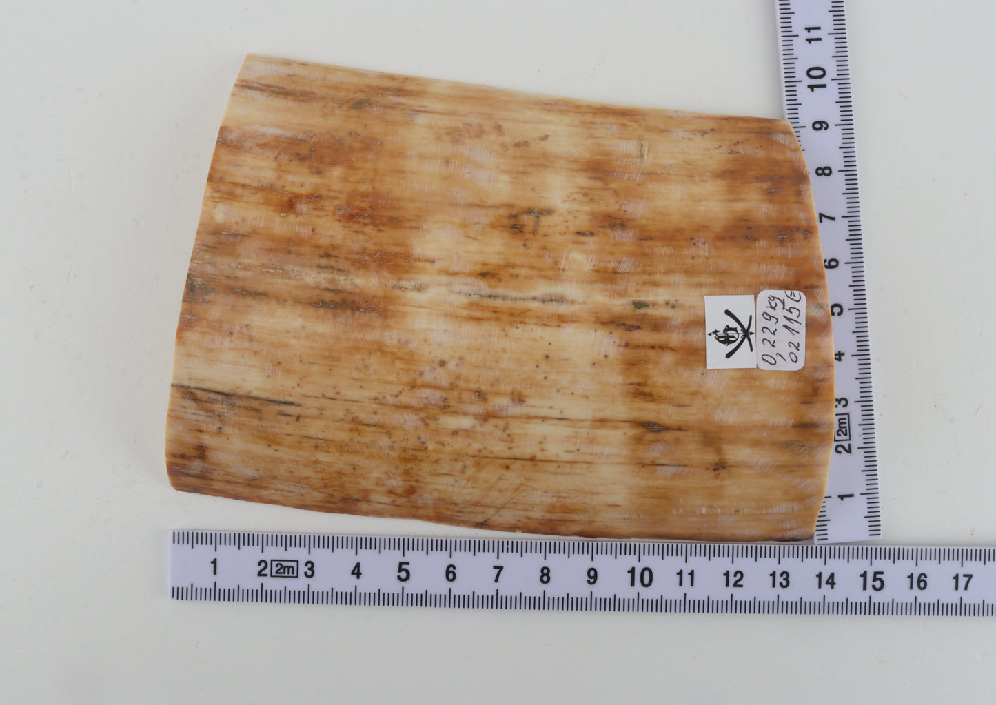 Creme-beige mammoth bark