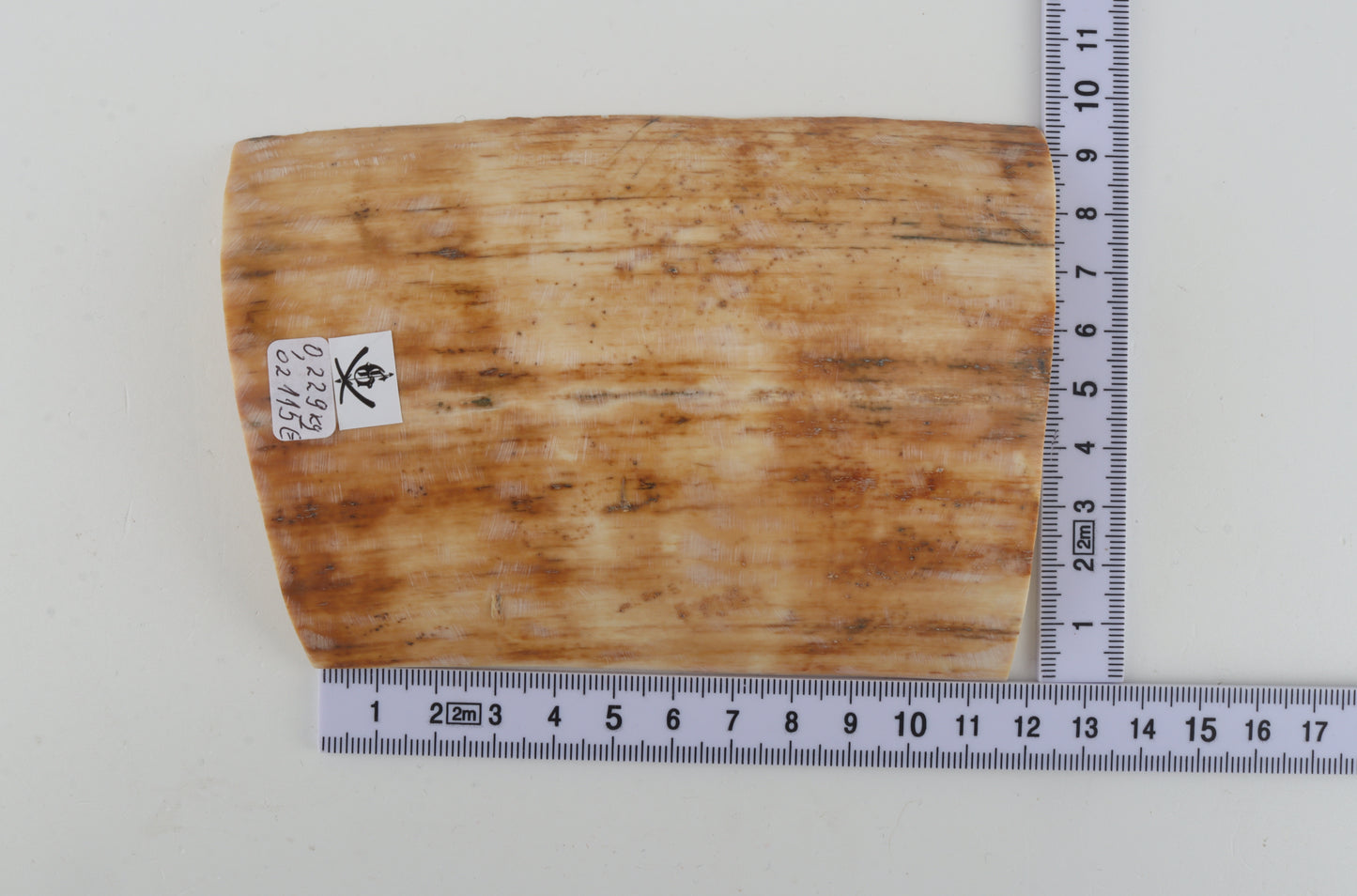 Creme-beige mammoth bark