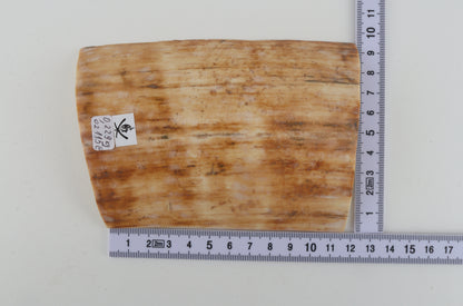 Creme-beige mammoth bark