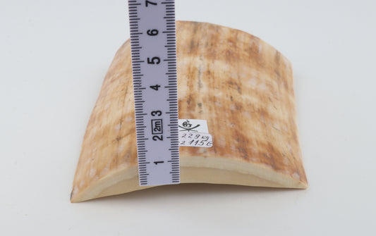 Creme-beige mammoth bark