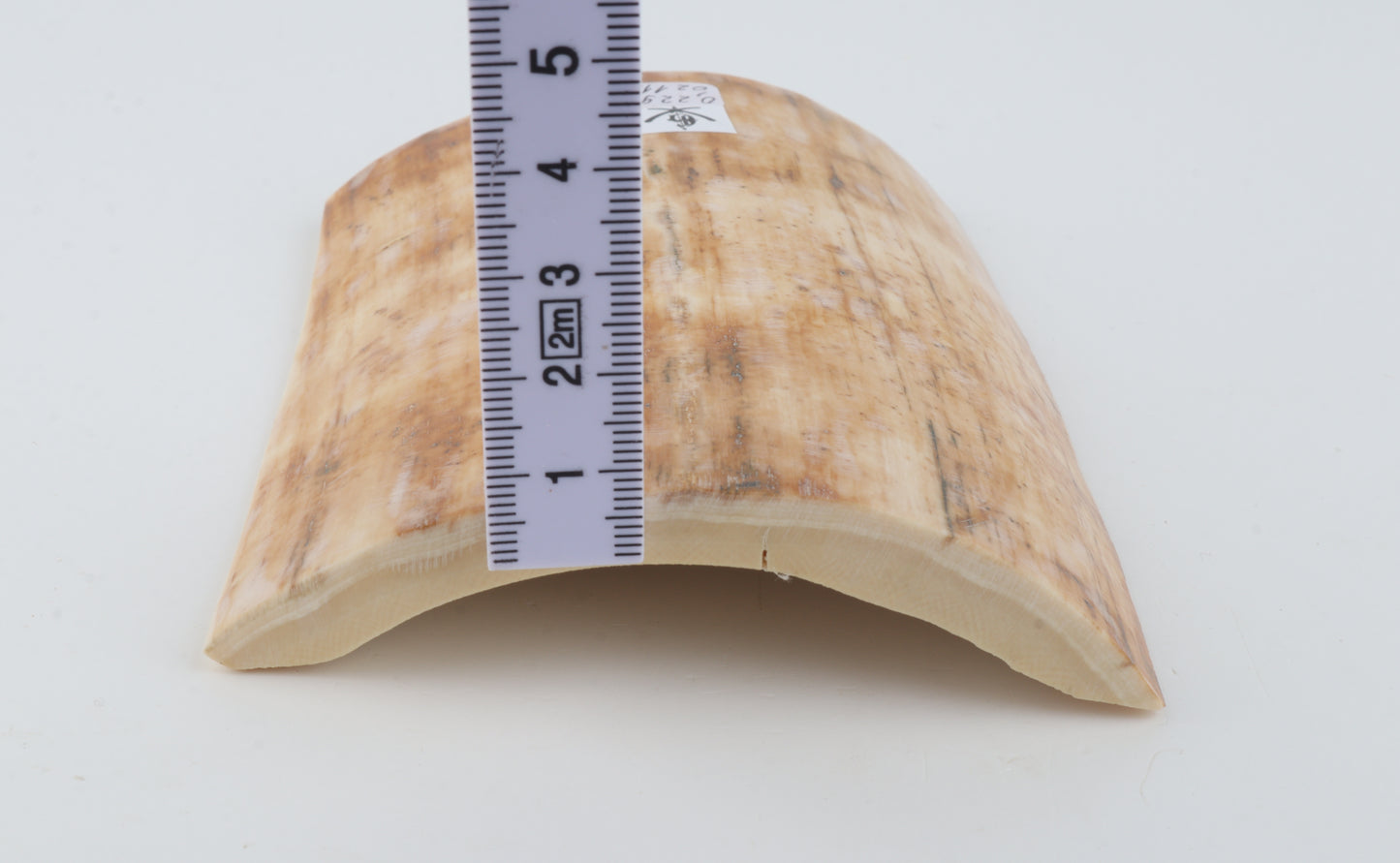 Creme-beige mammoth bark