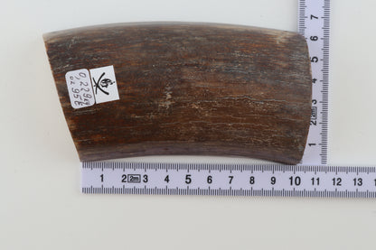 Natural mammoth ivory piece