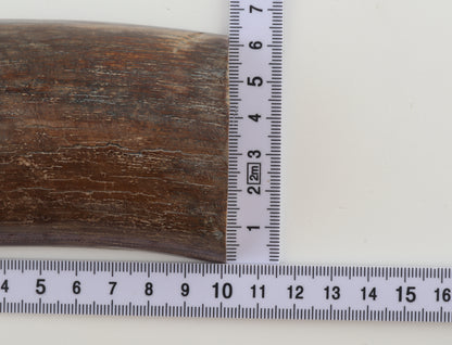 Natural mammoth ivory piece