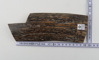 Brown-mustard mammoth bark
