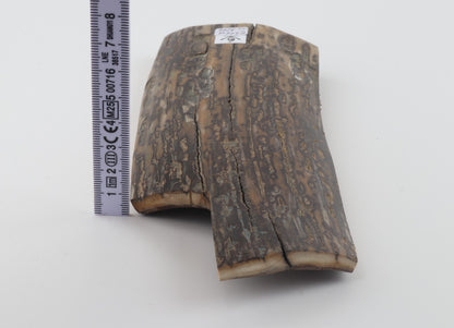 Brown-mustard mammoth bark