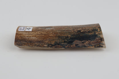 Beige-brown mammoth bark