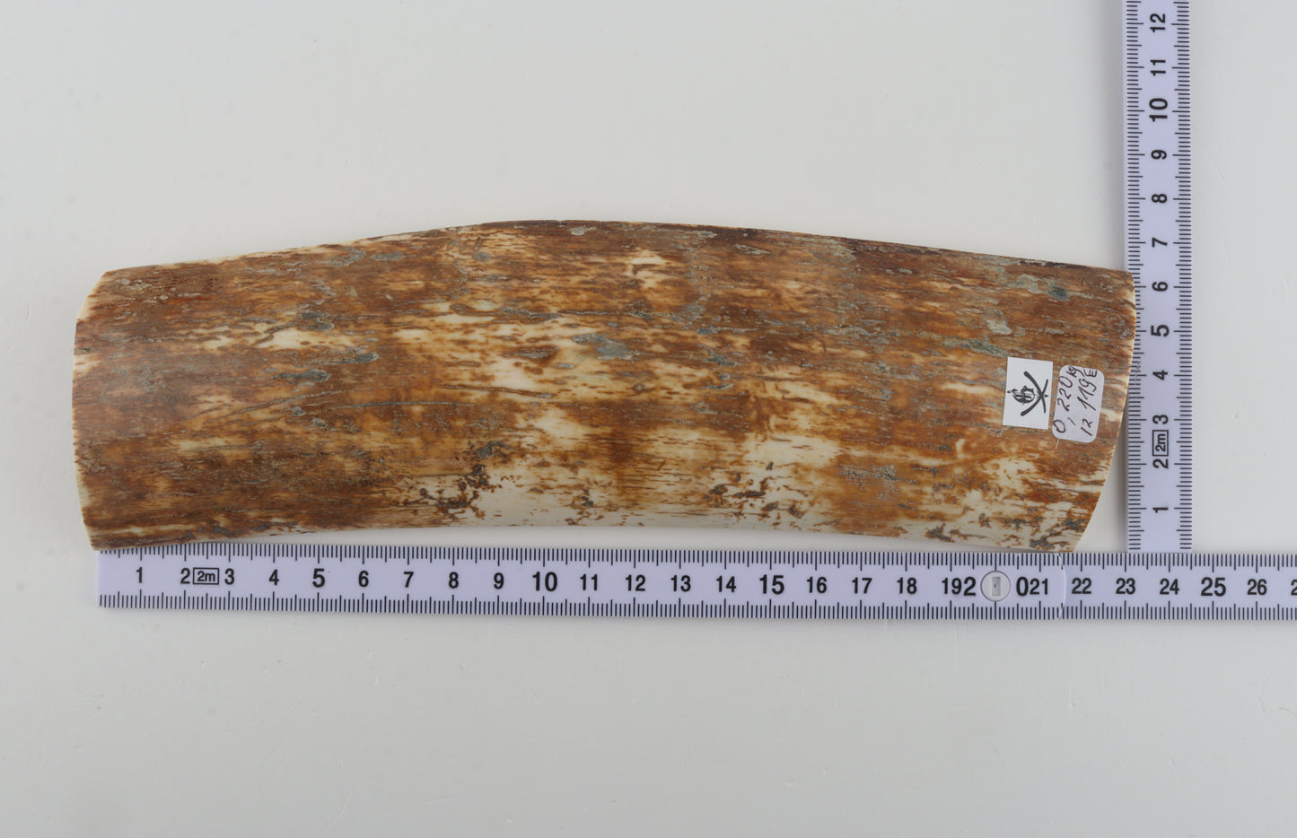 Natural woolly mammoth bark