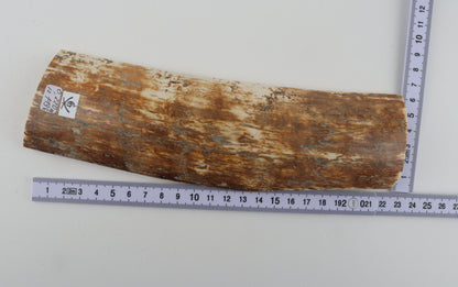Natural woolly mammoth bark