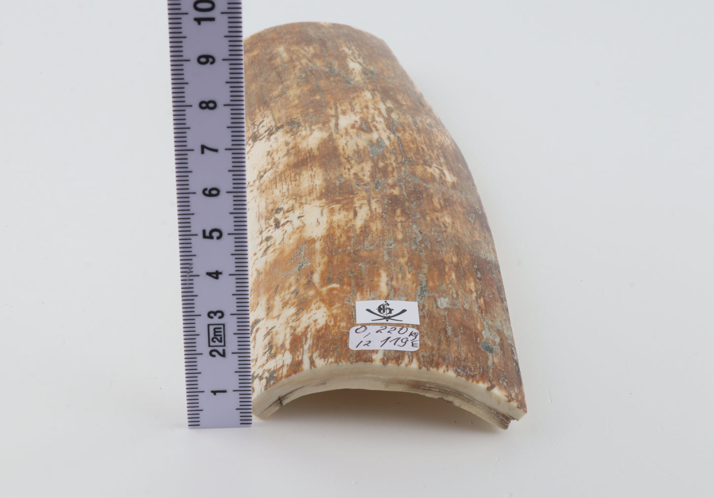 Natural woolly mammoth bark