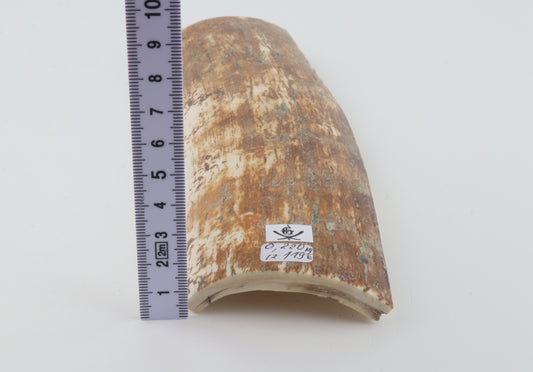 Natural woolly mammoth bark