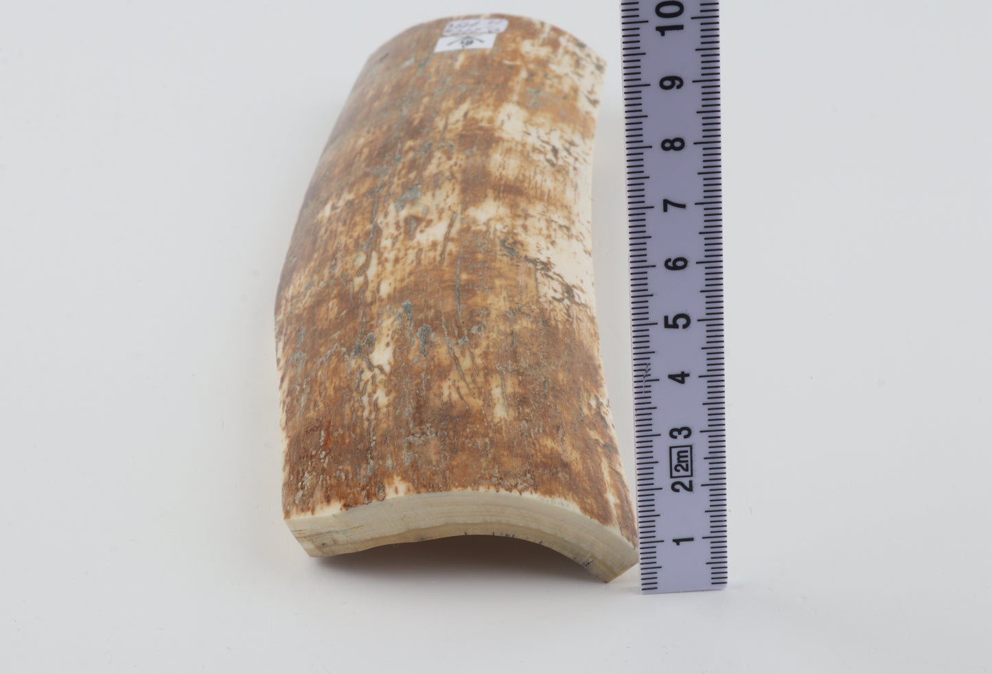 Natural woolly mammoth bark