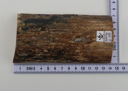 Beige-brown mammoth bark