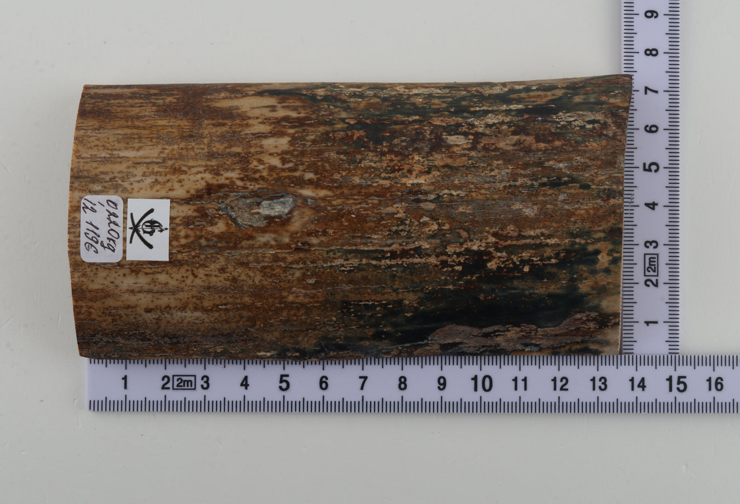 Beige-brown mammoth bark