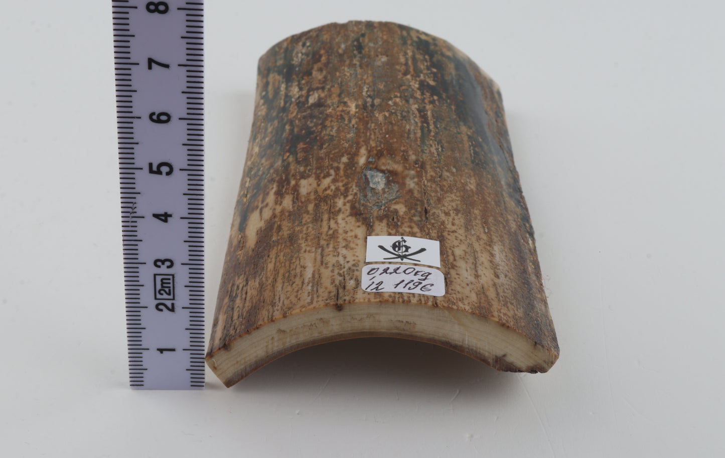 Beige-brown mammoth bark