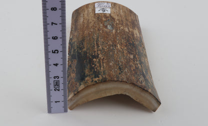 Beige-brown mammoth bark